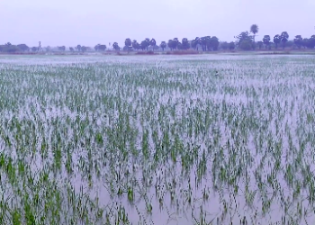 தொடர்ந்து பெய்த கனமழையின் காரணமாக மன்னார்குடி சுற்றுவட்டார பகுதிகளில் சுமார் 2000 ஆயிரம் ஏக்கர் பரப்பளவு சம்பா சேதம்