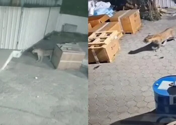 கோவையில் இருகூரில் இருட்டில் எதிரே பாய்ந்த சிறுத்தை… சிசிடிவியில் பதிவான காட்சி !