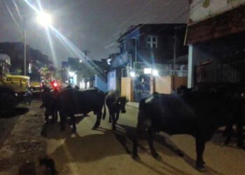 புழல் பகுதியில் சாலை மறியல் செய்யும் மாடுகளால் பொதுமக்கள் அவதி