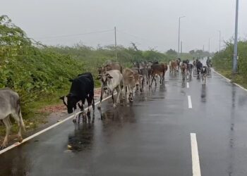 புதுப்பேட்டை மீனவர் கிராமத்தில் மழையில் உணவு தேடி புறப்பட்ட 30-க்கு மேற்பட்ட மாடுகள்