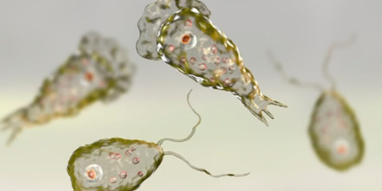 “மூளையை நொறிக்கும் அமீபா : தமிழகத்தில் குளம், குட்டை, ஏரிகளில் குளிக்க தடை !”