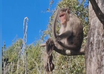 அம்மான்னா சும்மா இல்லடா…தாய் குரங்கின் பாசப்போராட்டம்