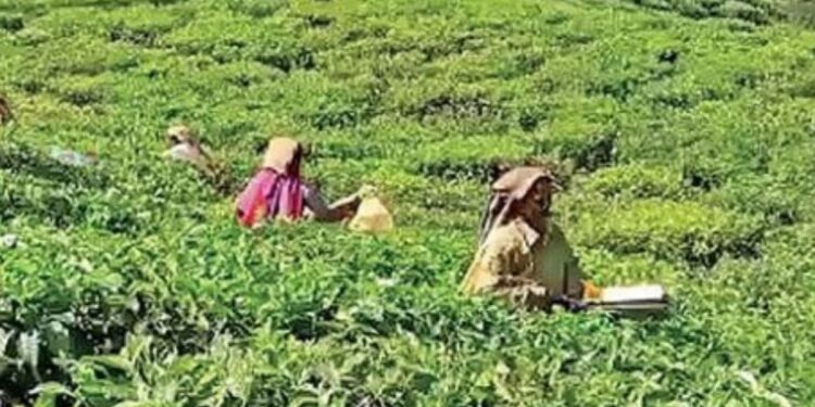 வால்பாறை தோட்டத் தொழிலாளர் ஊதிய விவகாரம் சமரசப் பேச்சுவார்த்தை