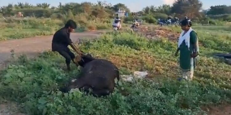 திருப்பூர் அருகே மர்ம நபர்களால் நான்கு மாடுகள் விஷம் வைத்து கொலை