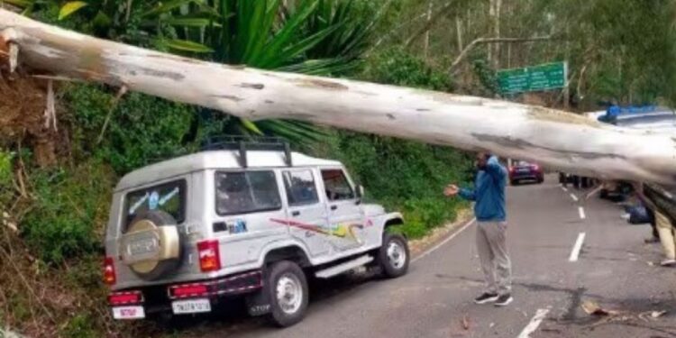 மலைகளின் இளவரசியில் மரம் விழுந்து போக்குவரத்து ஸ்தம்பிப்பு சுற்றுலாப் பயணிகள் கடும் அவதி