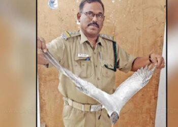 நாகையில் அடிபட்டு கிடந்த ஆஸ்திரேலிய ‘சிவப்பு மூக்கு ஆளான்’ மீட்பு!