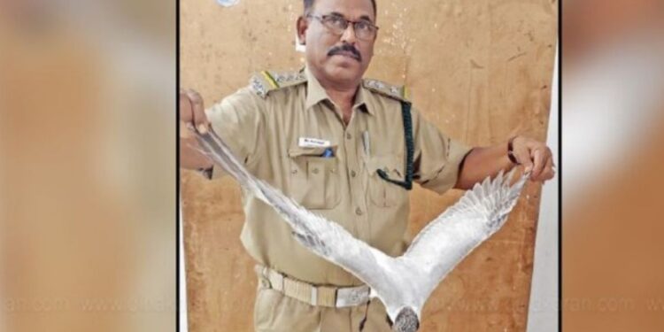 நாகையில் அடிபட்டு கிடந்த ஆஸ்திரேலிய ‘சிவப்பு மூக்கு ஆளான்’ மீட்பு!