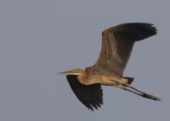 எழுமலையில் ராமகிருஷ்ண – விவேகானந்த பக்தர்களின் மாநில மாநாடு: ஆயிரக்கணக்கானோர் பங்கேற்பு