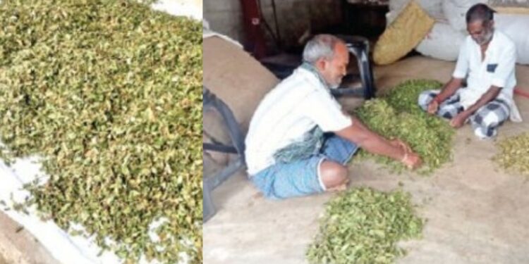 மூலிகை சேகரிப்பில் கடமலை மயிலை மலைவாழ் மக்கள் தீவிரம்