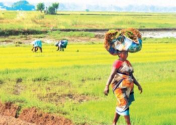 இரண்டாம் போக நெல் சாகுபடி தீவிரம் – விதை நெல் தூவும் பணியில் விவசாயிகள் உற்சாகம்!