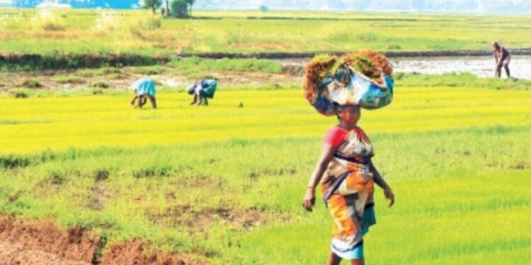 இரண்டாம் போக நெல் சாகுபடி தீவிரம் – விதை நெல் தூவும் பணியில் விவசாயிகள் உற்சாகம்!