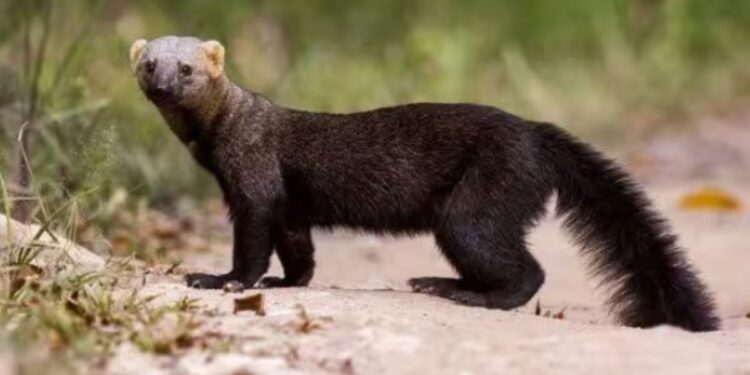 நீலகிரி மரநாய் பாதுகாப்பு: அரிதான உயிரினங்களைப் பாதுகாக்க வனத்துறை திட்டம்