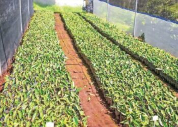 ஊட்டி தேயிலைப் பூங்காவில் 2000 தேயிலை நாற்றுகள் உற்பத்தி