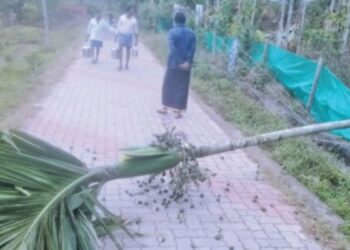 கூடலூர் அருகே பாக்குமரத்தை சாய்த்த காட்டு யானை மின்கம்பி மீது மரம் விழுந்ததால் அதிர்ச்சி