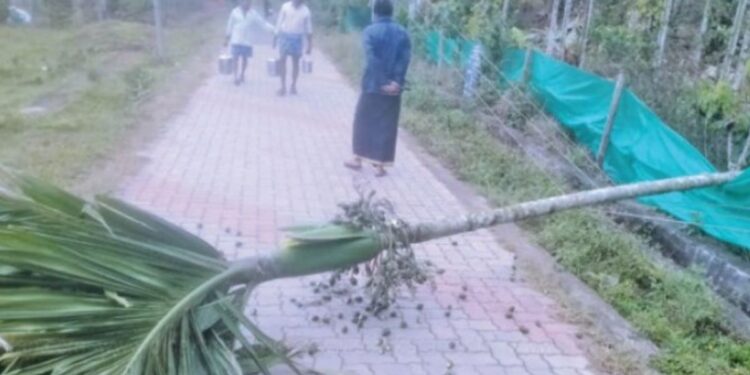 கூடலூர் அருகே பாக்குமரத்தை சாய்த்த காட்டு யானை மின்கம்பி மீது மரம் விழுந்ததால் அதிர்ச்சி