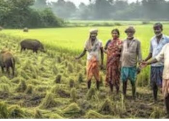 பேரையூர் பகுதியில் காட்டுப்பன்றி, மான்கள் அட்டகாசம்: பருத்தி, மக்காச்சோள பயிர்கள் நாசம்