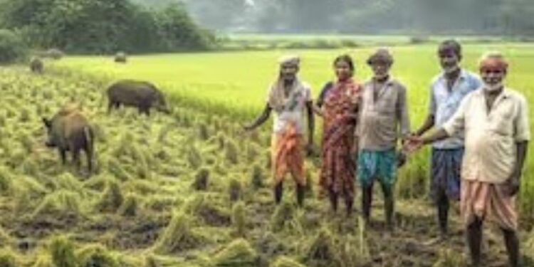 பேரையூர் பகுதியில் காட்டுப்பன்றி, மான்கள் அட்டகாசம்: பருத்தி, மக்காச்சோள பயிர்கள் நாசம்