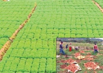 கோத்தகிரியில் கேரட் சாகுபடி தீவிரம்: பூமி ஈரப்பதம் அடைந்ததால் விவசாயிகள் மகிழ்ச்சி