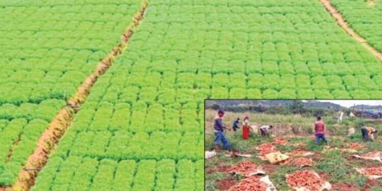 கோத்தகிரியில் கேரட் சாகுபடி தீவிரம்: பூமி ஈரப்பதம் அடைந்ததால் விவசாயிகள் மகிழ்ச்சி