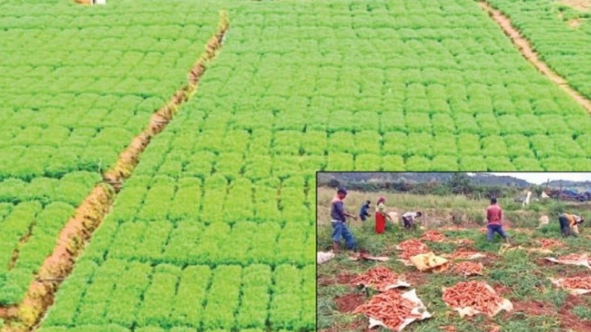 கோத்தகிரியில் கேரட் சாகுபடி தீவிரம்: பூமி ஈரப்பதம் அடைந்ததால் விவசாயிகள் மகிழ்ச்சி