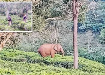 குந்தா வனப்பகுதியில் ஒற்றை யானை நடமாட்டம் பொதுமக்கள் அச்சம்