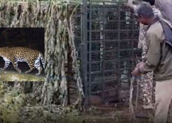 புலிக்கு வைத்த வலையில் சிக்கிய சிறுத்தை! உதகை அருகே ஆச்சரியம்