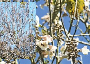 பருவமழை நீடித்ததால் ‘குயின் ஆப் சைனா’ மலர்கள் பூக்கவில்லை பயணிகள் ஏமாற்றம்