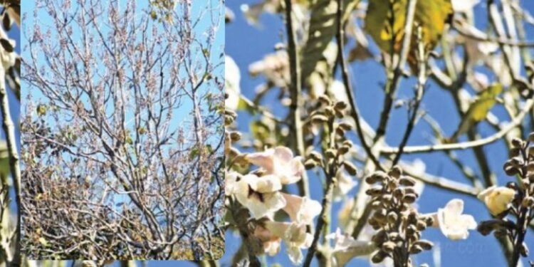 பருவமழை நீடித்ததால் ‘குயின் ஆப் சைனா’ மலர்கள் பூக்கவில்லை பயணிகள் ஏமாற்றம்