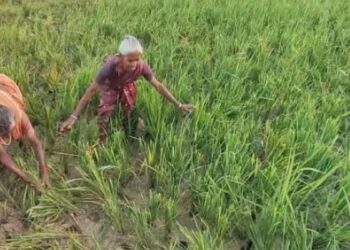 விலைக்குத் தண்ணீர் வாங்கி வளர்த்த நெற்பயிர் – கோயில் மாடுகள் மேய்ந்ததால் விவசாயி கண்ணீர்!