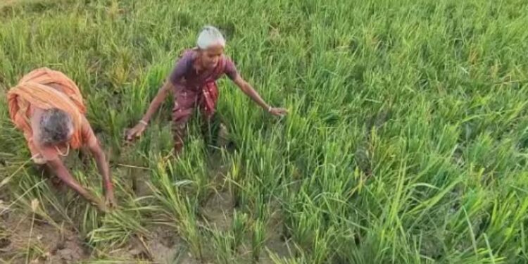 விலைக்குத் தண்ணீர் வாங்கி வளர்த்த நெற்பயிர் – கோயில் மாடுகள் மேய்ந்ததால் விவசாயி கண்ணீர்!