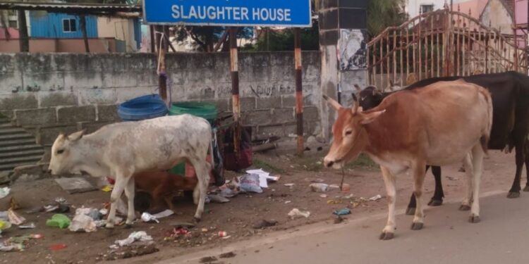 திண்டுக்கல்லில் வெறிச்சோடிய மாடு முட்டி 7 பேர் காயம்: மாணவர்களுக்குப் படுகாயம்