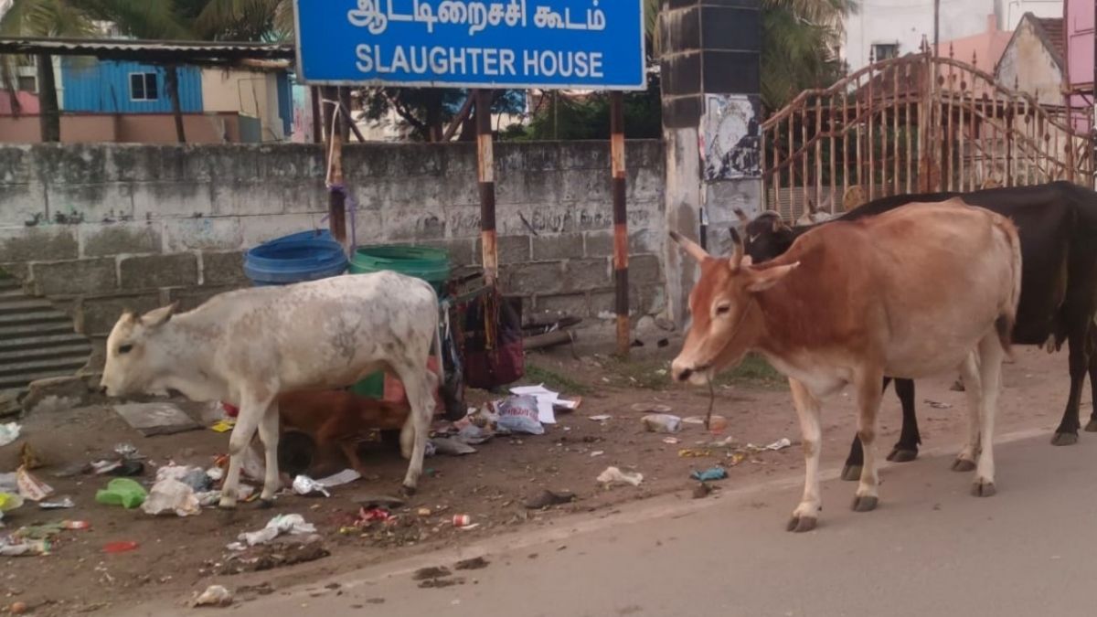 திண்டுக்கல்லில் வெறிச்சோடிய மாடு முட்டி 7 பேர் காயம்: மாணவர்களுக்குப் படுகாயம்