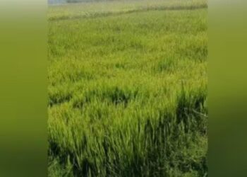 திருப்பரங்குன்றத்தில் கருகும் நெல் வயல்கள் மழை பொய்த்ததால் 1,500 ஏக்கர் சாகுபடி பாதிப்பு  விவசாயிகள் கண்ணீர் கோரிக்கை