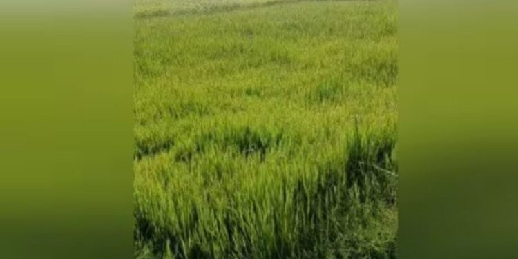 திருப்பரங்குன்றத்தில் கருகும் நெல் வயல்கள் மழை பொய்த்ததால் 1,500 ஏக்கர் சாகுபடி பாதிப்பு  விவசாயிகள் கண்ணீர் கோரிக்கை