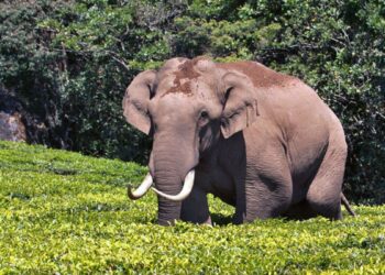 மூணாறு எஸ்டேட் பகுதிகளில் படையப்பா யானை அட்டகாசம்