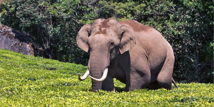 மூணாறு எஸ்டேட் பகுதிகளில் படையப்பா யானை அட்டகாசம்