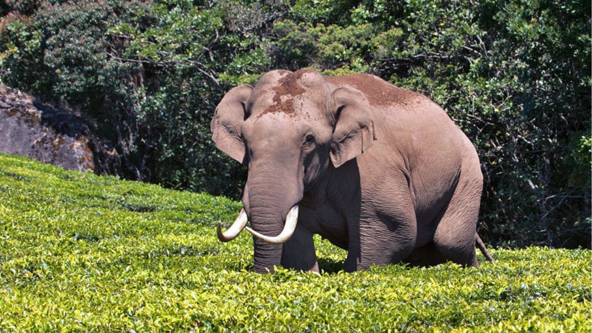 மூணாறு எஸ்டேட் பகுதிகளில் படையப்பா யானை அட்டகாசம்