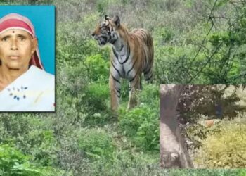 பெண்ணை கொன்ற புலி, அரசு உண்டு உறைவிட பள்ளி அருகே வந்ததால் மக்கள் அச்சம்