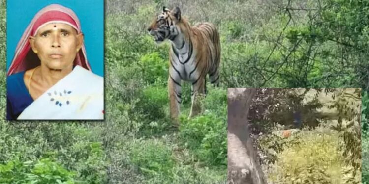 பெண்ணை கொன்ற புலி, அரசு உண்டு உறைவிட பள்ளி அருகே வந்ததால் மக்கள் அச்சம்