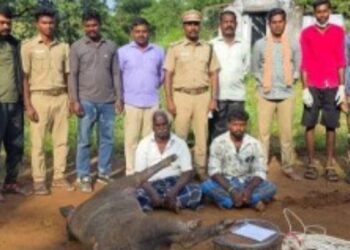 மின்சாரம் பாய்ச்சி காட்டுப்பன்றி வேட்டை – 2 பேர் கைது