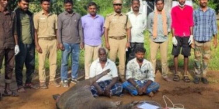 மின்சாரம் பாய்ச்சி காட்டுப்பன்றி வேட்டை – 2 பேர் கைது