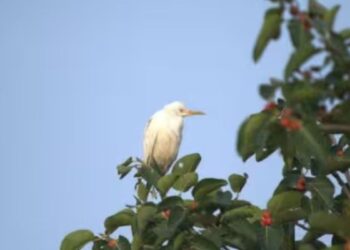 திண்டுக்கல் மாவட்ட நீர்நிலைகளில் பறவைகள் கணக்கெடுப்பு 50-க்கும் மேற்பட்ட அபூர்வ இனங்கள் வருகை
