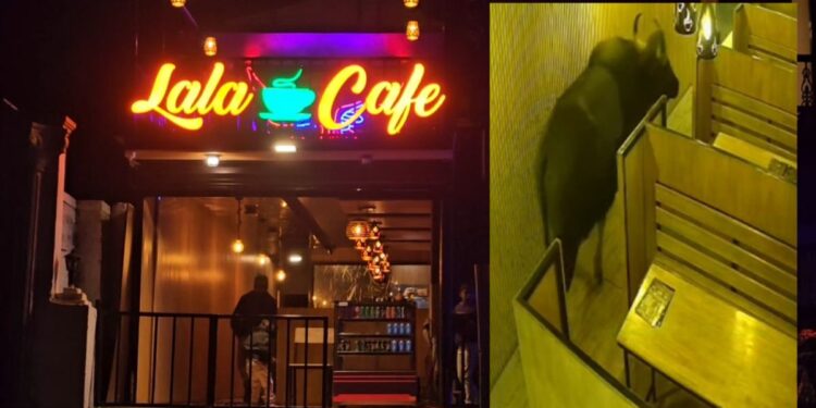 நட்சத்திர ஏரிச் சாலையில் டீ கடைக்குள் புகுந்த ஒற்றைக் காட்டெருமை!