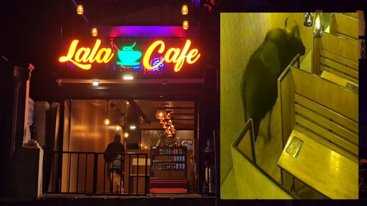 நட்சத்திர ஏரிச் சாலையில் டீ கடைக்குள் புகுந்த ஒற்றைக் காட்டெருமை!