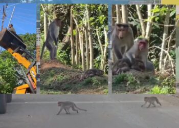 அன்பிற்கு உண்டோ அடைக்குந்தாழ்: மின்கம்பியில் சிக்கித் தவித்த குட்டிக் குரங்கு மீட்பு