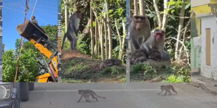 அன்பிற்கு உண்டோ அடைக்குந்தாழ்: மின்கம்பியில் சிக்கித் தவித்த குட்டிக் குரங்கு மீட்பு