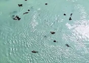 பாம்பன் கடலில் துணிகளை வீசும் பக்தர்கள்  மீனவர்கள் கடும் வேதனை!