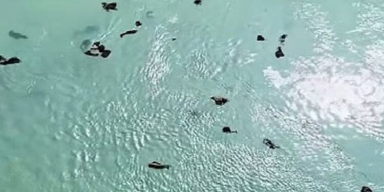 பாம்பன் கடலில் துணிகளை வீசும் பக்தர்கள்  மீனவர்கள் கடும் வேதனை!