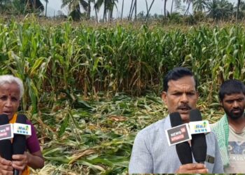 அறுவடைக்குத் தயாரான மக்காச்சோளப் பயிர்களைக் சூறையாடும் காட்டுப்பன்றிகள்