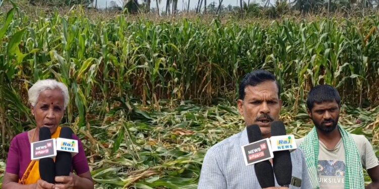 அறுவடைக்குத் தயாரான மக்காச்சோளப் பயிர்களைக் சூறையாடும் காட்டுப்பன்றிகள்